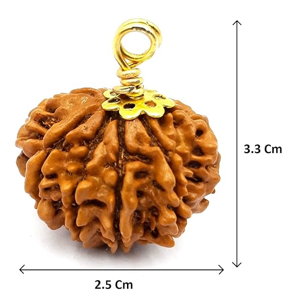 🕉️ 7 Mukhi Nepali Rudraksha - Saat Mukhi 🕉️