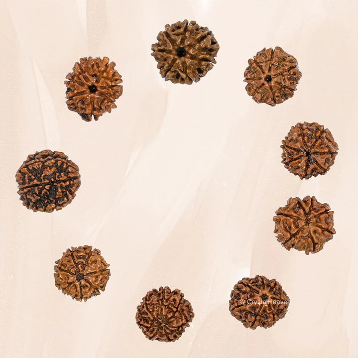 🕉️ 7 Mukhi Nepali Rudraksha - Saat Mukhi 🕉️