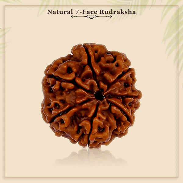 🕉️ 7 Mukhi Nepali Rudraksha - Saat Mukhi 🕉️
